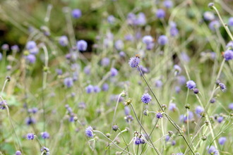 Devil's bit scabious
