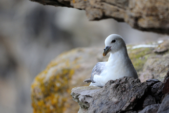 Fulmar on cliff