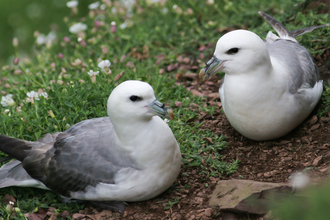 A pair of Fulmars sitting on the island grass