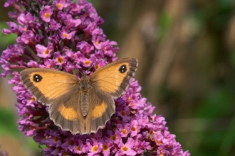 Gatekeeper butterfly 