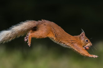 Red squirrel jumping