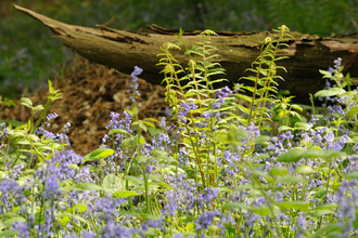 Bluebell woodland