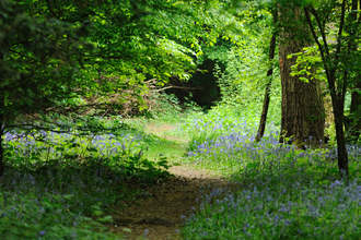 Bluebell woodland path