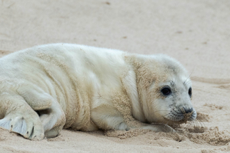 seal pup