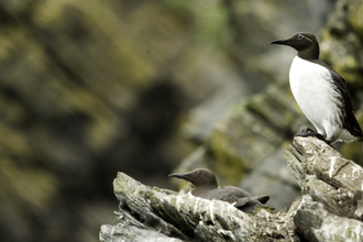 Guillemot