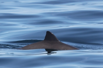 Harbour porpoise