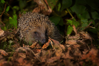 Hedgehog in leaves. 