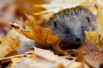 Hedgehog in autumn leaves