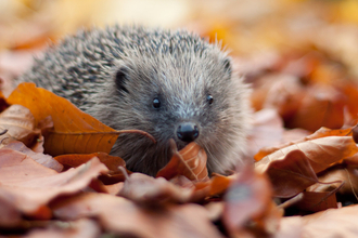 Hedgehog in autumn leaves