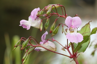 Himalayan Balsam