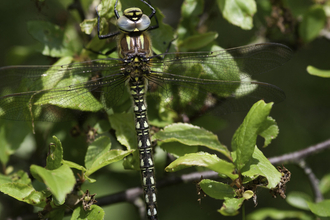 Male hairy dragonfly