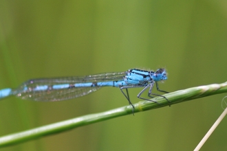 male common blue damselfly