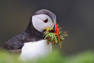 Puffin with moss