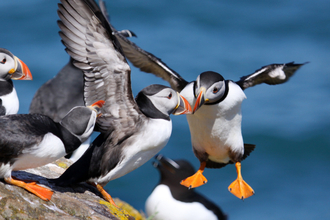 Puffins