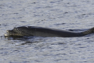 Bottlenose dolphin 