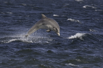 Juvenile dolphin in rough sea