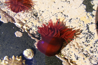 Beadlet anemone