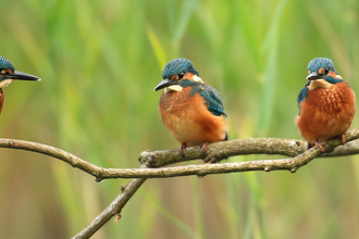 Three kingfishers on a branch