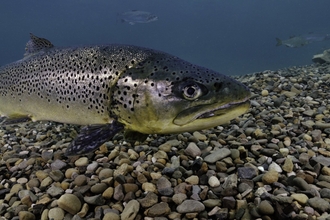 brown trout swimming