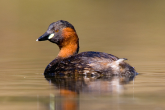 Little grebe