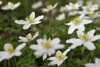 Wood Anemone