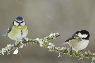 Blue Tit