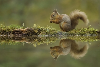 Red squirrel 