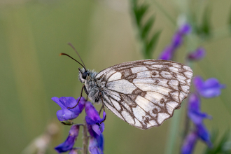 Marbled white butterfly