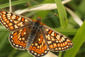 Marsh Fritillary