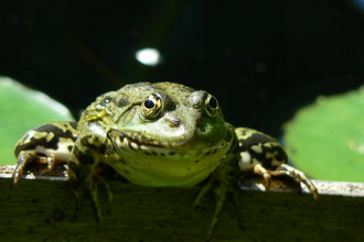 MARSH FROG