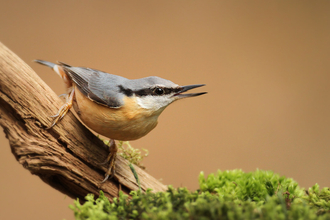 Nuthatch