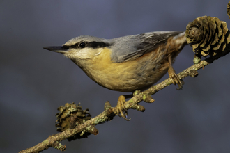 Nuthatch