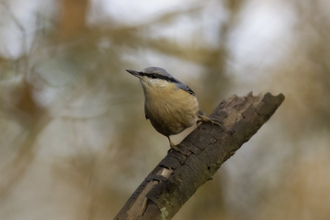 Nuthatch