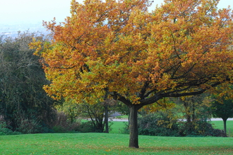 Oak tree in autumn