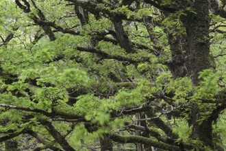 Sessile Oak