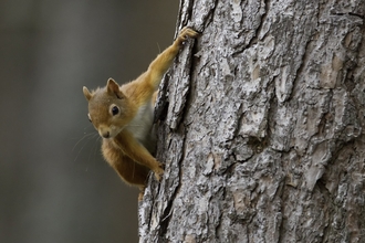 Red squirrel