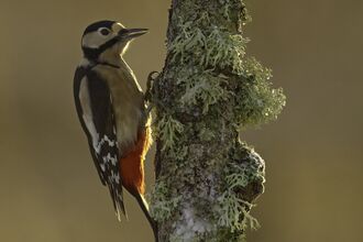 Great spotted woodpecker on tree