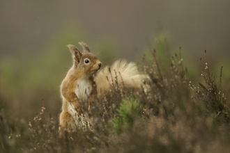 Red squirrel 