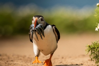 Puffin walking with sandeels