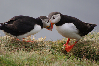 two puffins