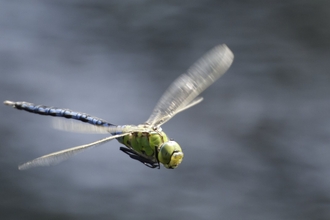 Emperor Dragonfly