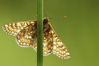 Marsh Frit Butterfly