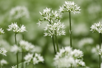 Wild garlic