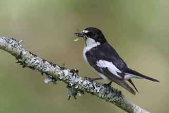 Pied Flycatcher with insect prey on lichen covered branch.