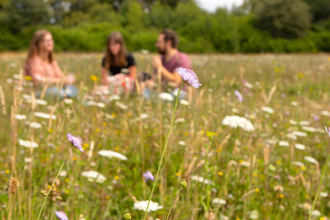 Wildflower meadow