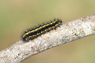 A scarlet tiger caterpillar, black with yellow stripes, crawling across a tree branch