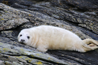 Grey seal pup