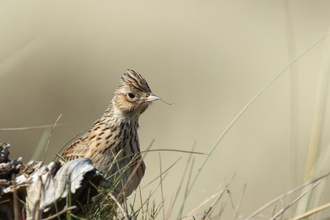 Skylark