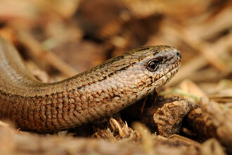 Slow worm