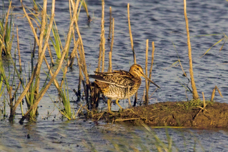 Snipe on water